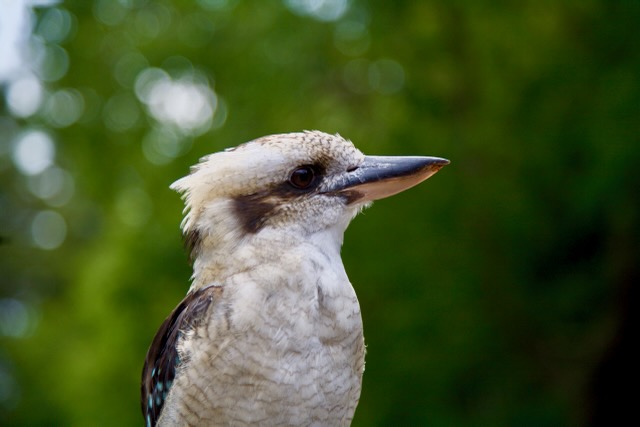 Cuckaburra