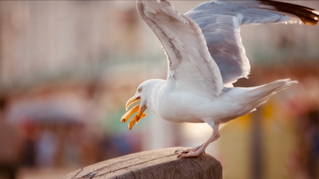 Seagull 'n' Chips